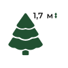 Сосна висотою 1,7 м (170 см)